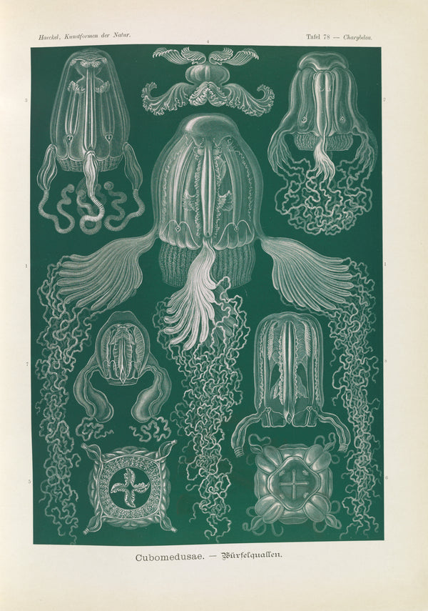 Ernst Haeckel — Kunstformen der Natur, Plate 78: Cubomedusae | Scientific Illustration Print