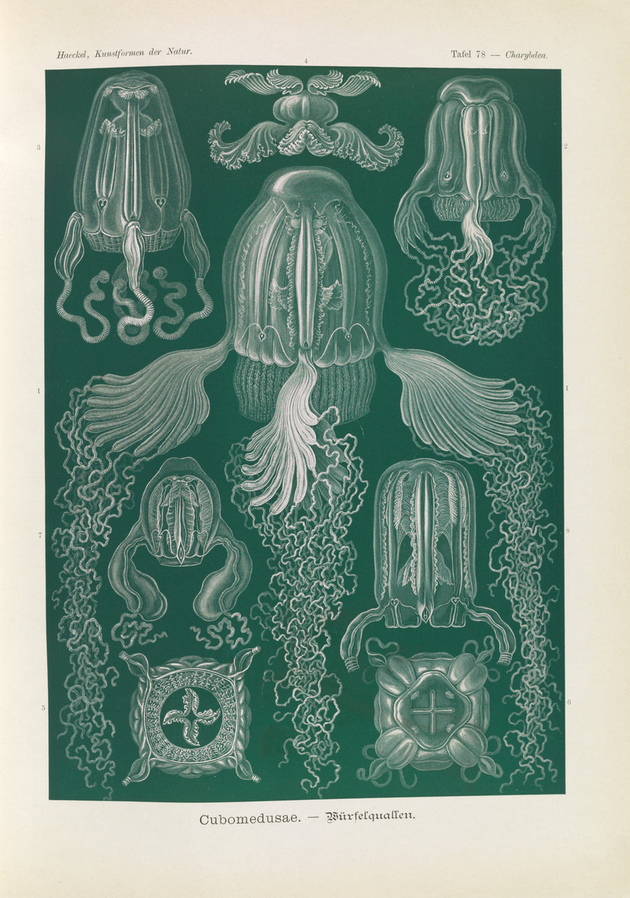 Ernst Haeckel — Kunstformen der Natur, Plate 78: Cubomedusae | Scientific Illustration Print shown to scale on a wall above a sofa