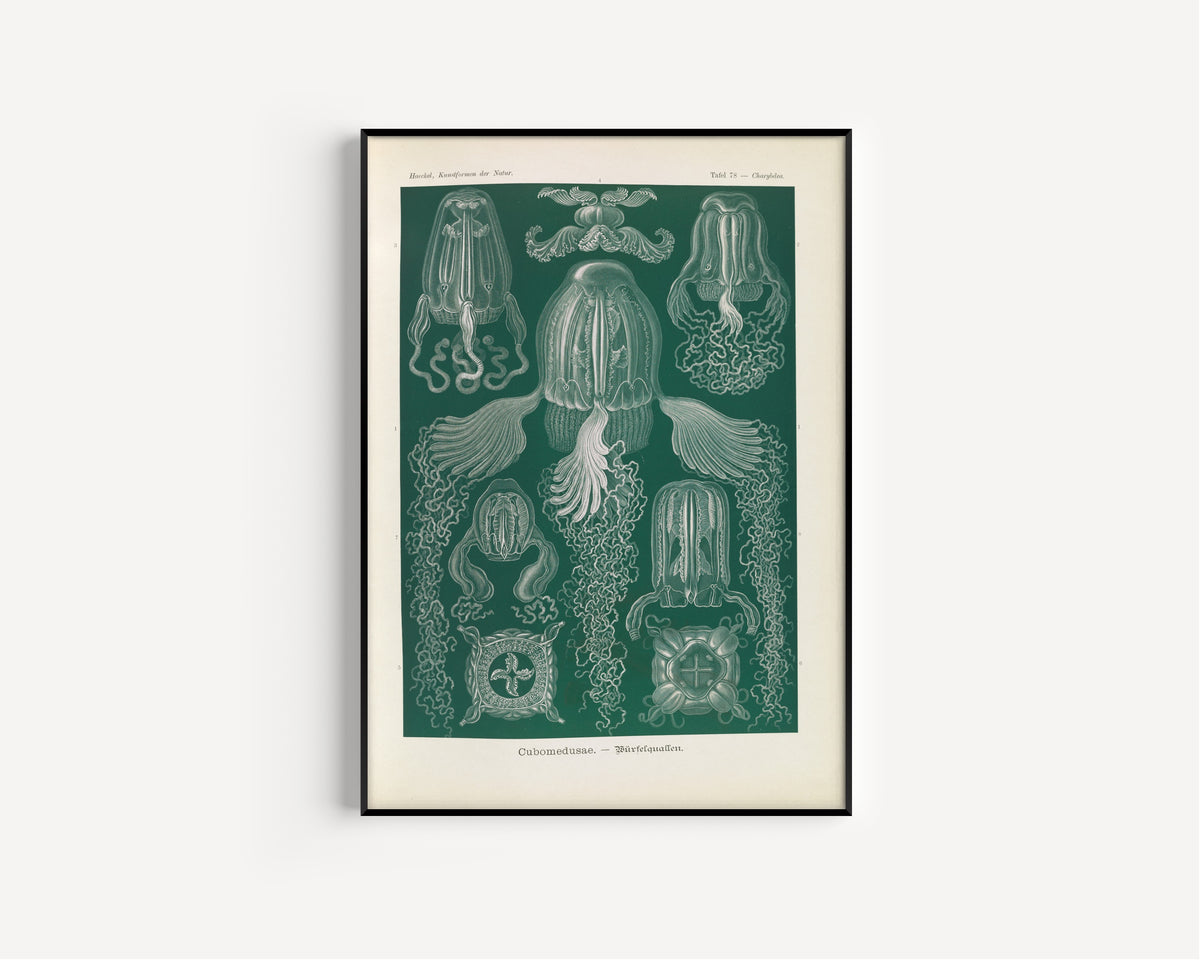 Ernst Haeckel — Kunstformen der Natur, Plate 78: Cubomedusae | Scientific Illustration Print
