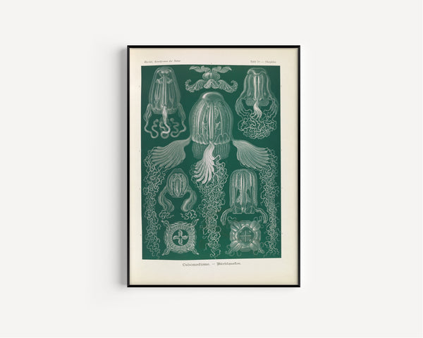 Ernst Haeckel — Kunstformen der Natur, Plate 78: Cubomedusae | Scientific Illustration Print