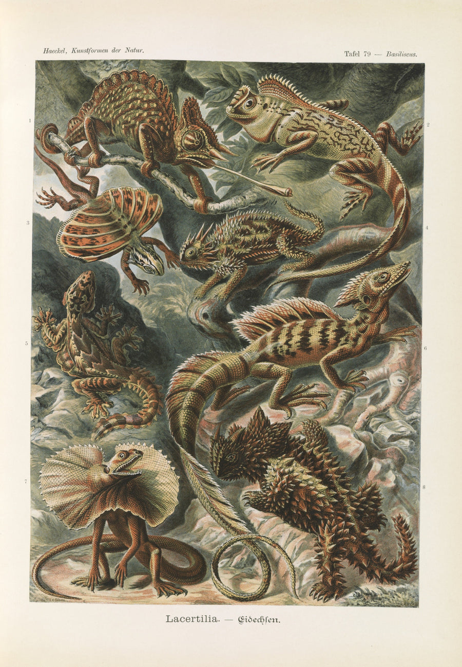 Ernst Haeckel — Kunstformen der Natur, Plate 79: Lacertilia | Scientific Illustration Print shown to scale on a wall above a sofa