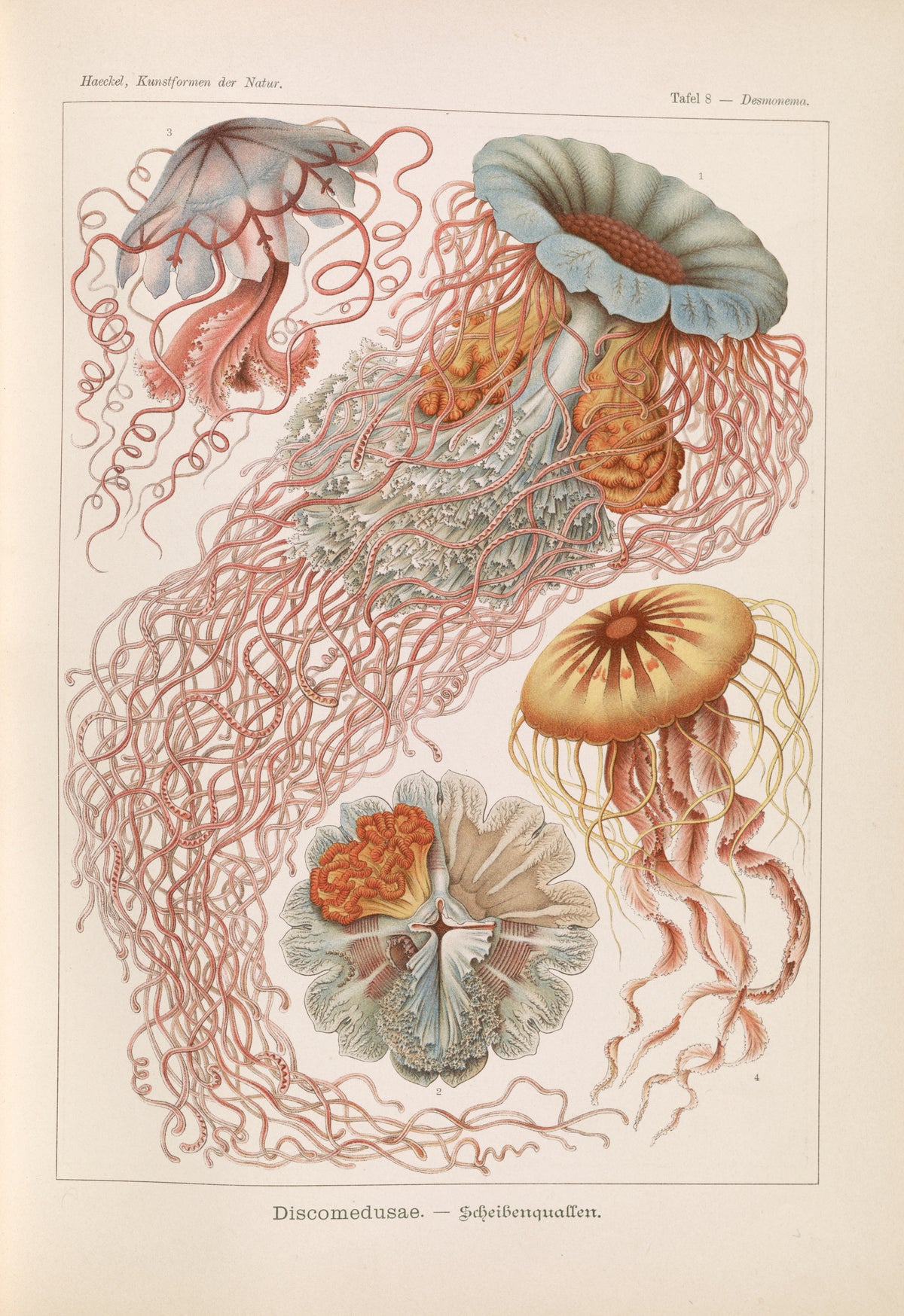 Ernst Haeckel — Kunstformen der Natur, Plate 8: Discomedusae | Scientific Illustration Print