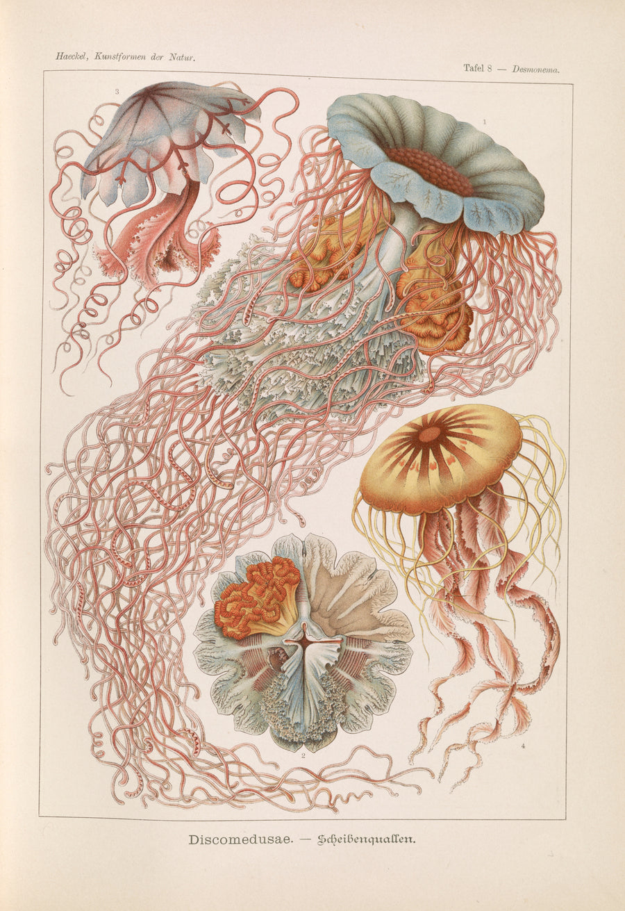 Ernst Haeckel — Kunstformen der Natur, Plate 8: Discomedusae | Scientific Illustration Print shown to scale on a wall above a sofa