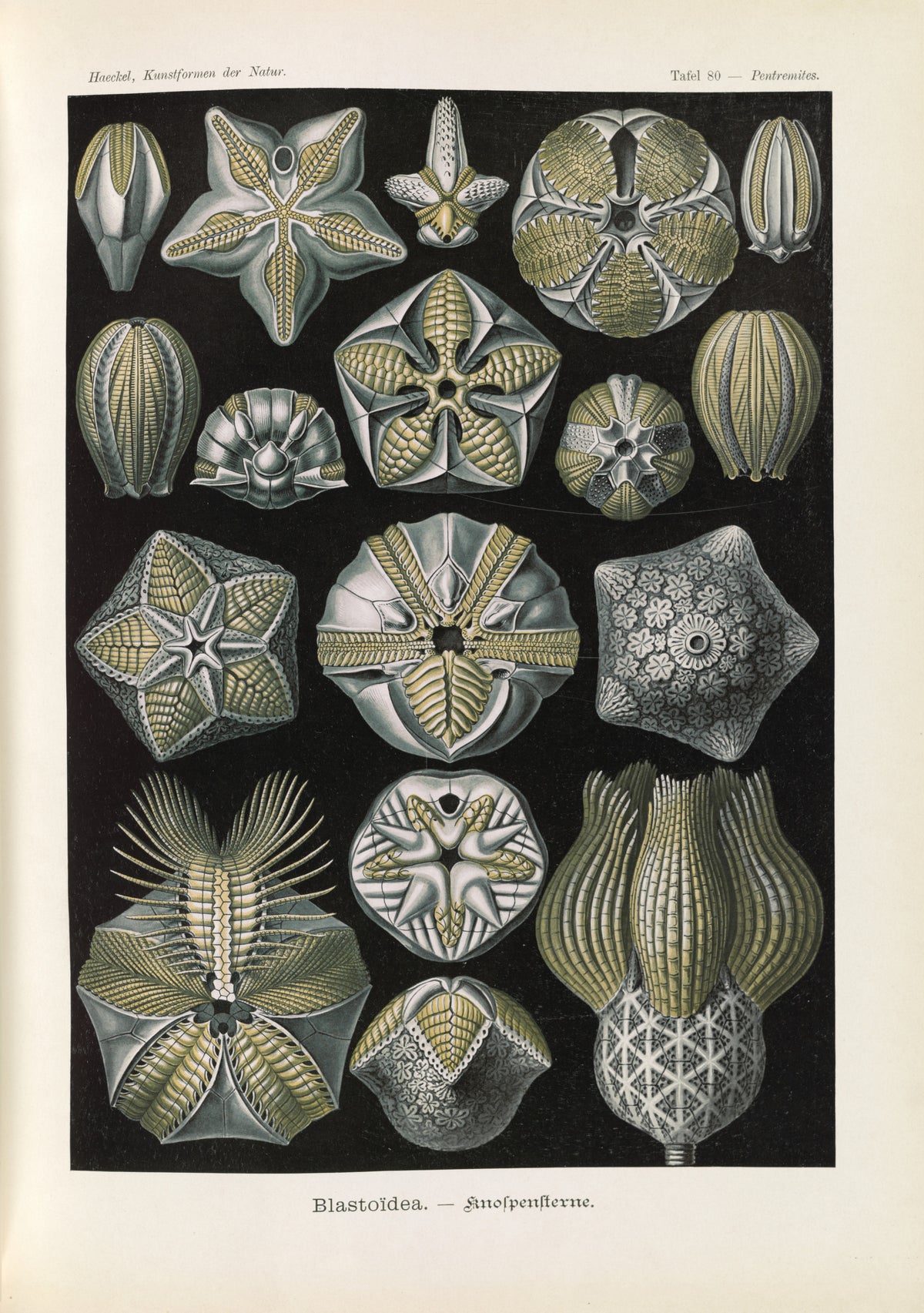 Ernst Haeckel — Kunstformen der Natur, Plate 80: Blastoïdea | Scientific Illustration Print