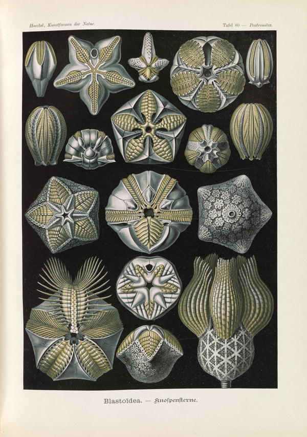 Ernst Haeckel — Kunstformen der Natur, Plate 80: Blastoïdea | Scientific Illustration Print