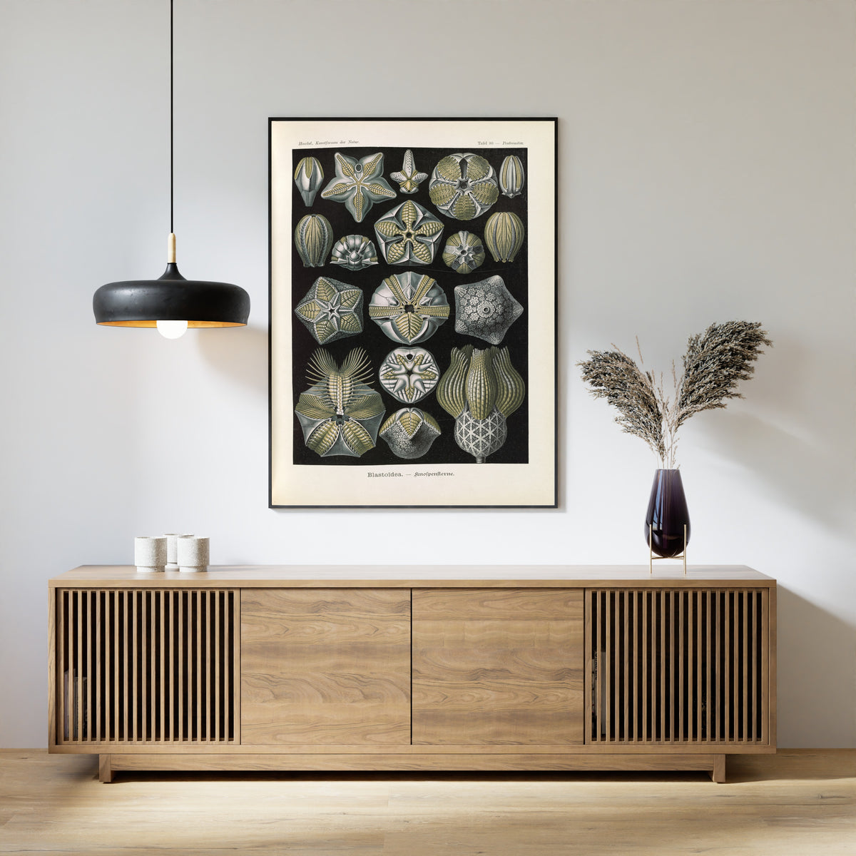 Ernst Haeckel — Kunstformen der Natur, Plate 80: Blastoïdea | Scientific Illustration Print