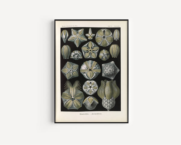 Ernst Haeckel — Kunstformen der Natur, Plate 80: Blastoïdea | Scientific Illustration Print