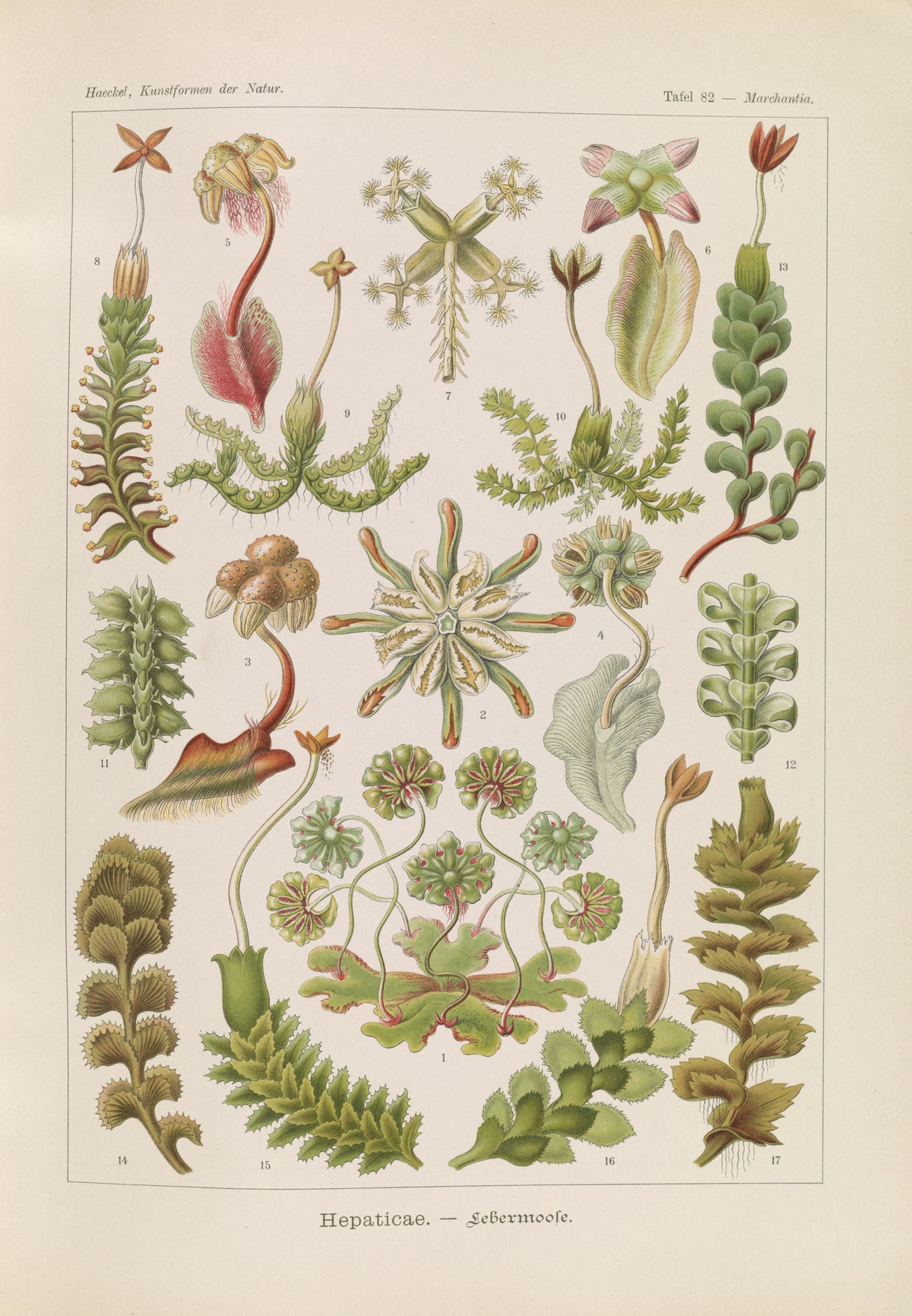 Ernst Haeckel — Kunstformen der Natur, Plate 82: Hepaticae | Scientific Illustration Print