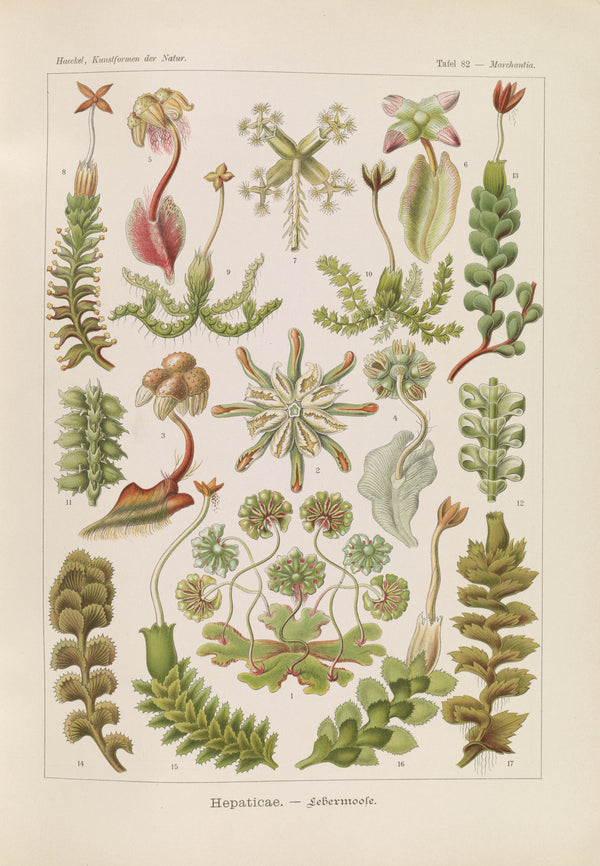 Ernst Haeckel — Kunstformen der Natur, Plate 82: Hepaticae | Scientific Illustration Print
