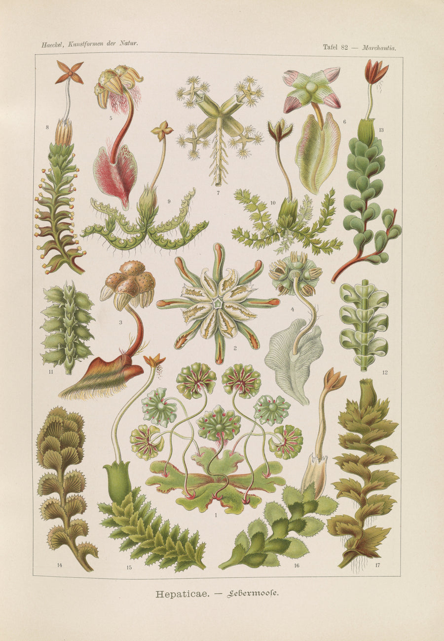 Ernst Haeckel — Kunstformen der Natur, Plate 82: Hepaticae | Scientific Illustration Print shown to scale on a wall above a sofa