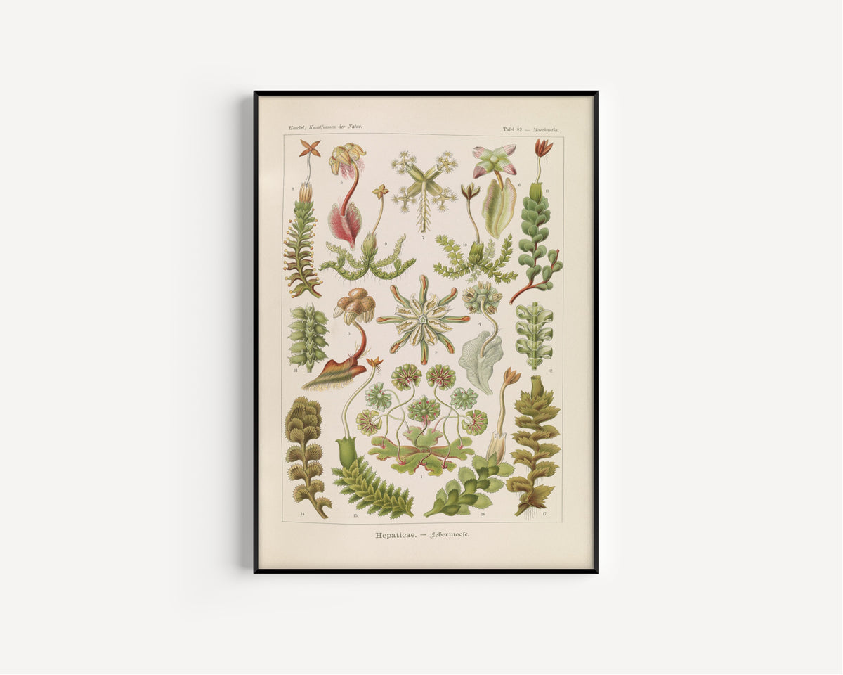 Ernst Haeckel — Kunstformen der Natur, Plate 82: Hepaticae | Scientific Illustration Print