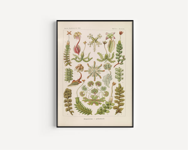 Ernst Haeckel — Kunstformen der Natur, Plate 82: Hepaticae | Scientific Illustration Print