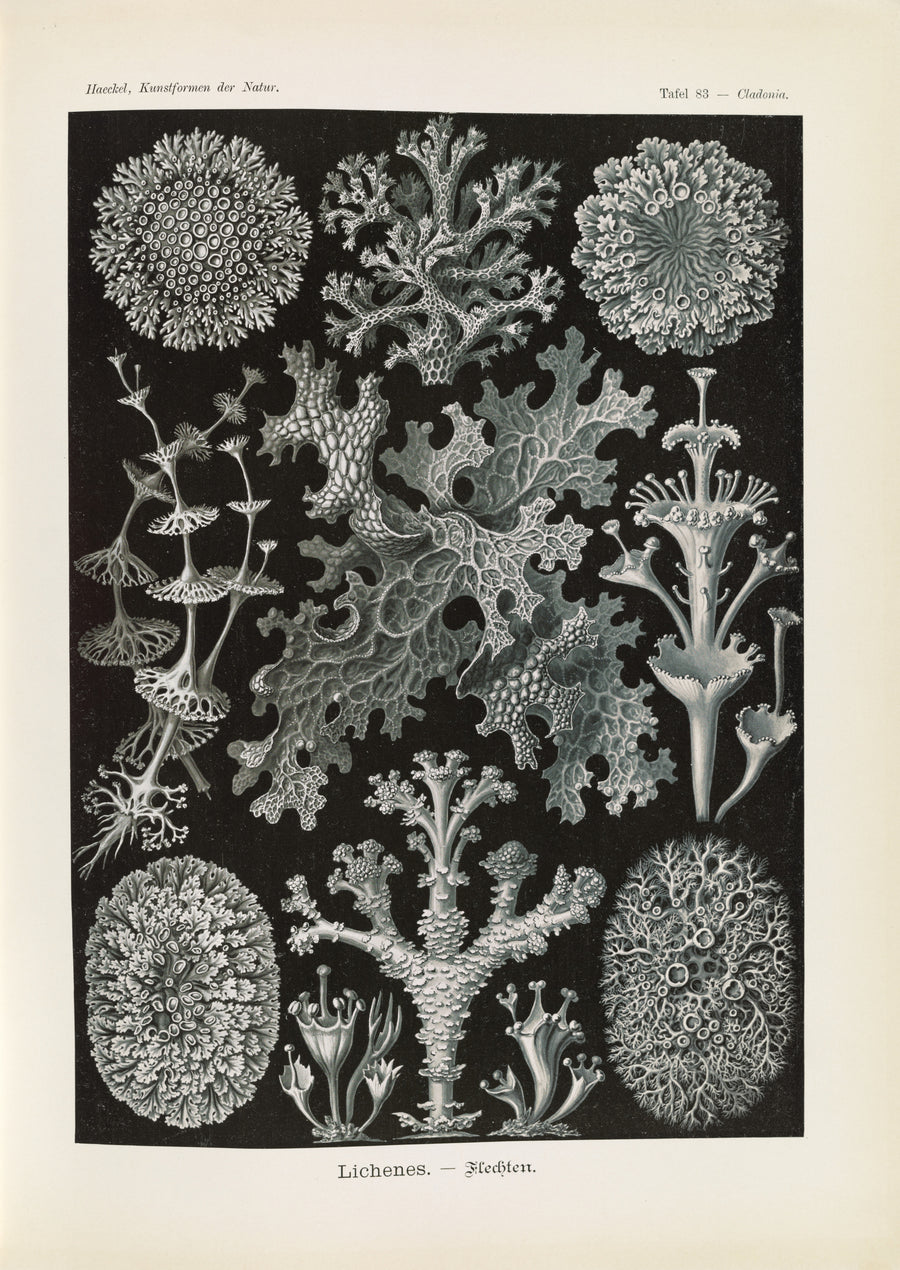 Ernst Haeckel — Kunstformen der Natur, Plate 83: Lichenes | Scientific Illustration Print shown to scale on a wall above a sofa