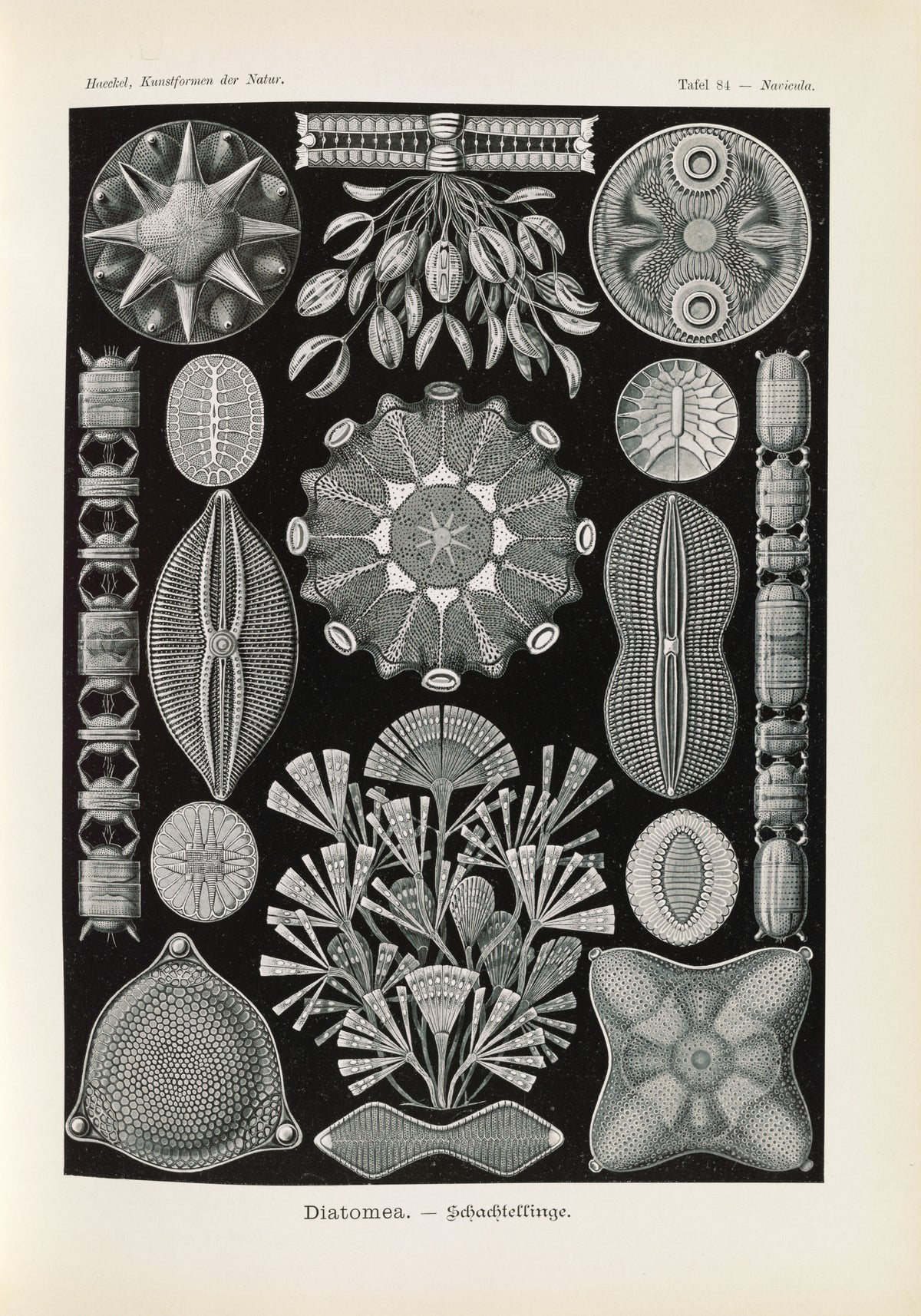 Ernst Haeckel — Kunstformen der Natur, Plate 84: Diatomea | Scientific Illustration Print