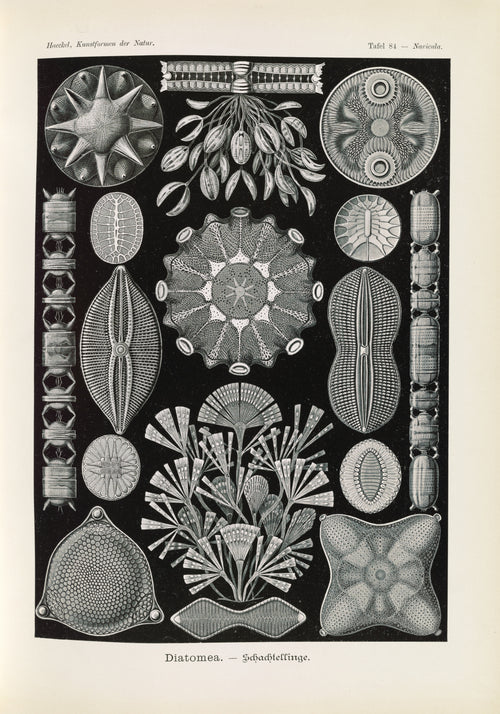 Ernst Haeckel — Kunstformen der Natur, Plate 84: Diatomea | Scientific Illustration Print