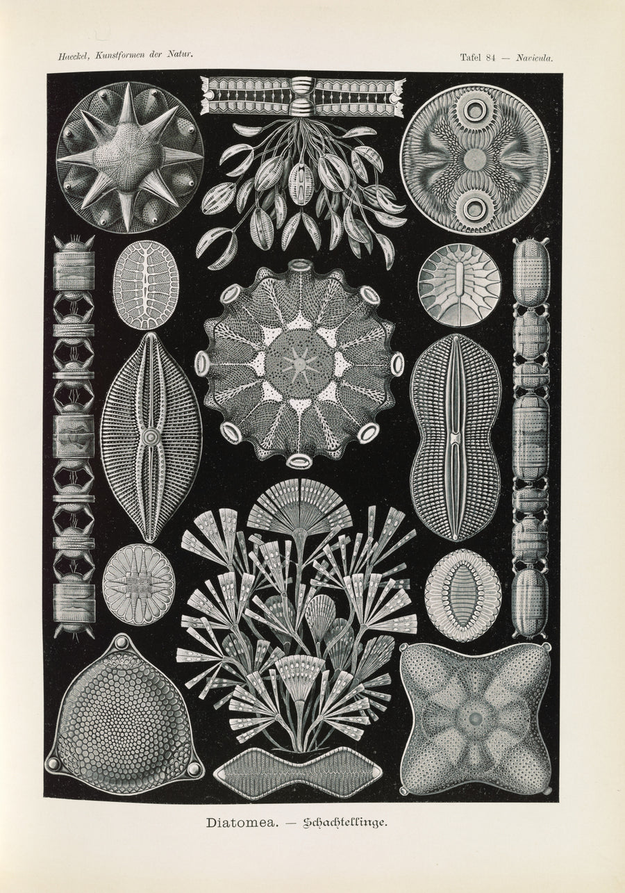 Ernst Haeckel — Kunstformen der Natur, Plate 84: Diatomea | Scientific Illustration Print shown to scale on a wall above a sofa