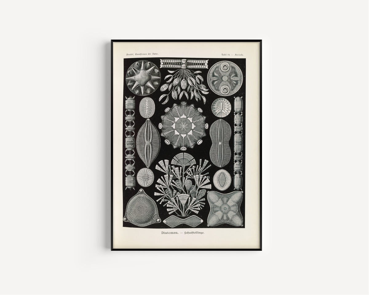 Ernst Haeckel — Kunstformen der Natur, Plate 84: Diatomea | Scientific Illustration Print