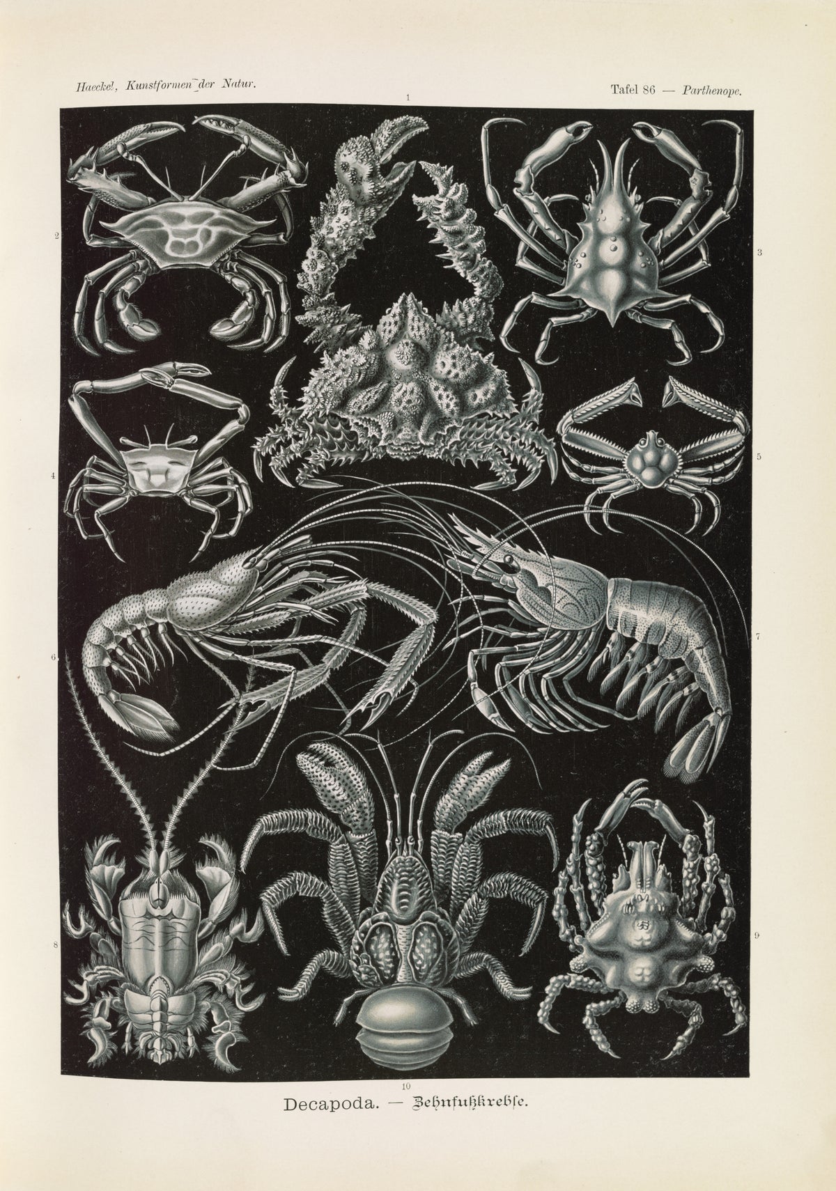 Ernst Haeckel — Kunstformen der Natur, Plate 86: Decapoda | Scientific Illustration Print