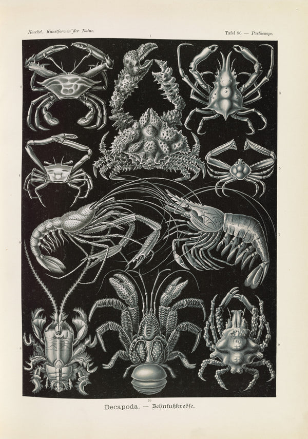 Ernst Haeckel — Kunstformen der Natur, Plate 86: Decapoda | Scientific Illustration Print