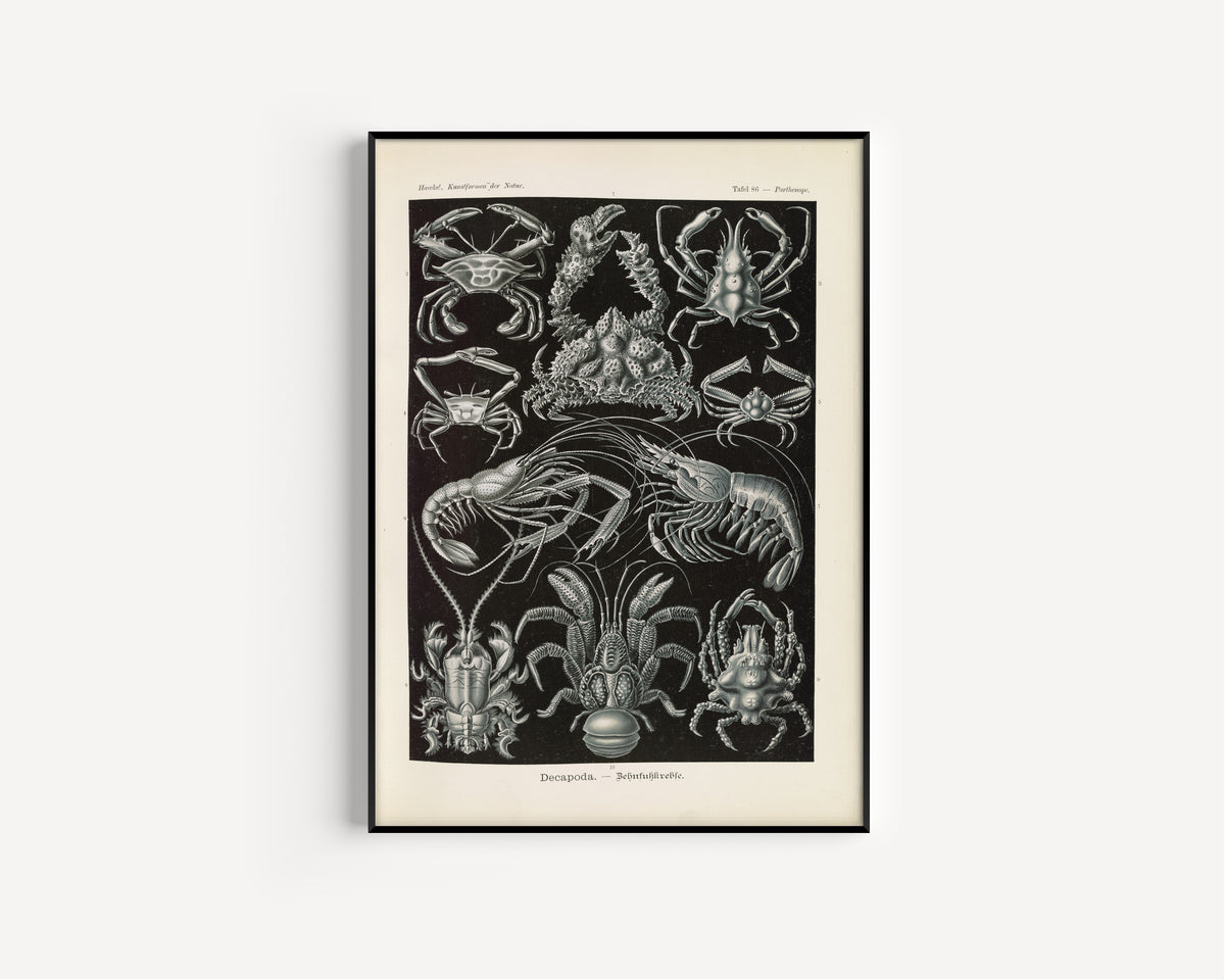 Ernst Haeckel — Kunstformen der Natur, Plate 86: Decapoda | Scientific Illustration Print