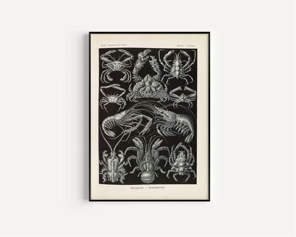 Ernst Haeckel — Kunstformen der Natur, Plate 86: Decapoda | Scientific Illustration Print