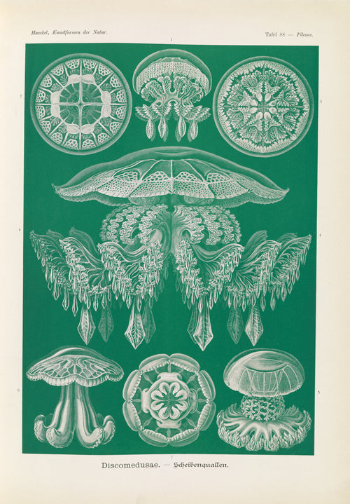 Ernst Haeckel — Kunstformen der Natur, Plate 88: Discomedusae | Scientific Illustration Print