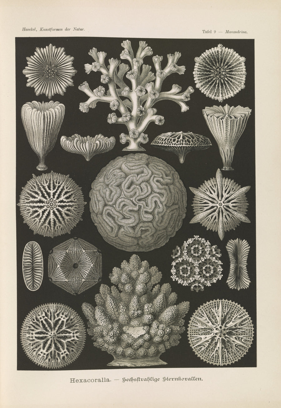 Ernst Haeckel — Kunstformen der Natur, Plate 9: Hexacoralla | Scientific Illustration Print shown to scale on a wall above a sofa