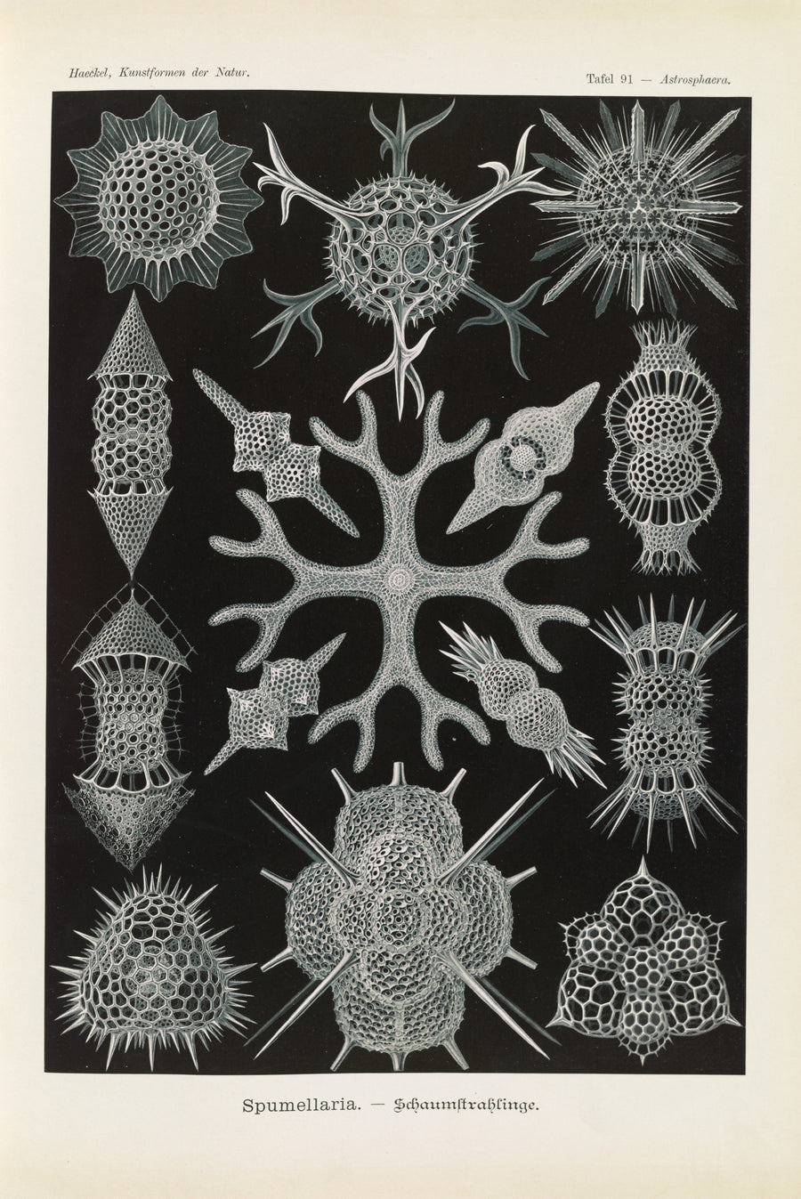 Ernst Haeckel — Kunstformen der Natur, Plate 91: Spumellaria | Scientific Illustration Print shown to scale on a wall above a sofa