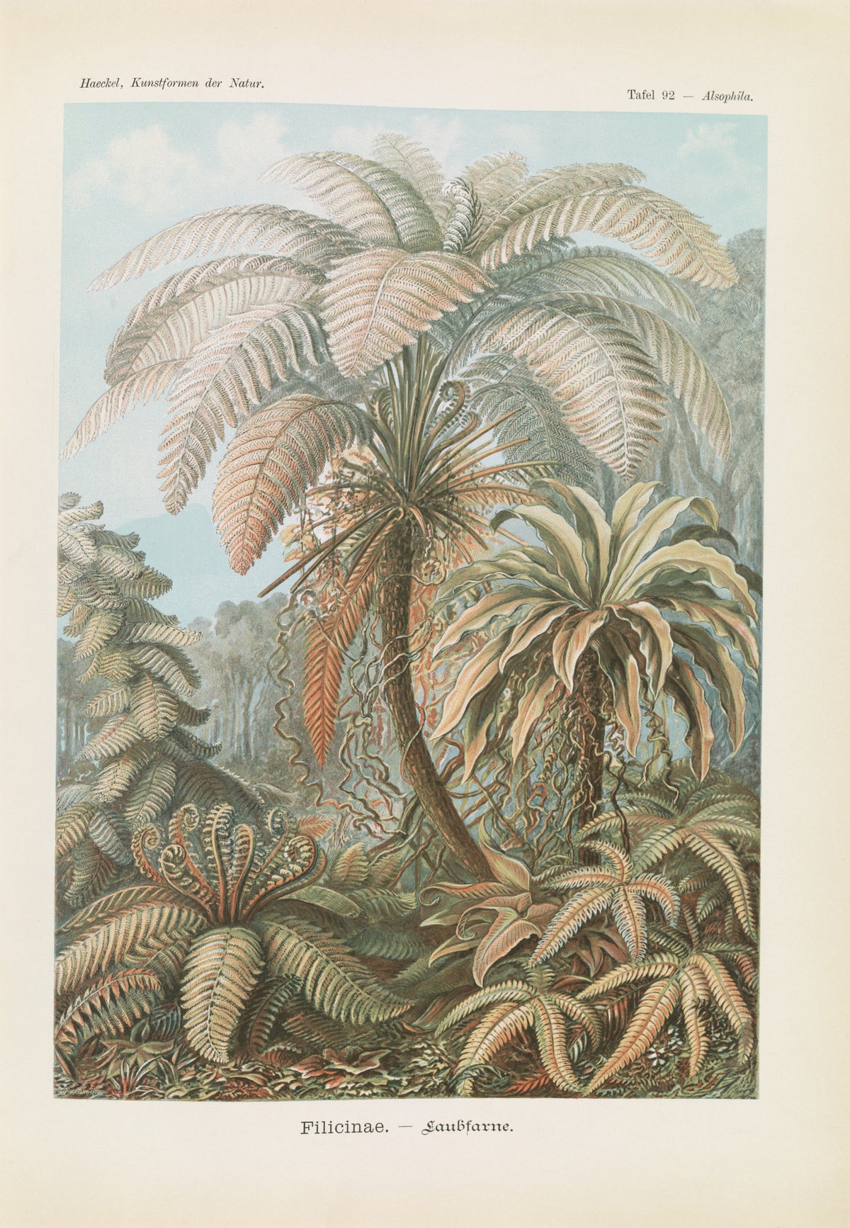 Ernst Haeckel — Kunstformen der Natur, Plate 92: Filicinae | Scientific Illustration Print