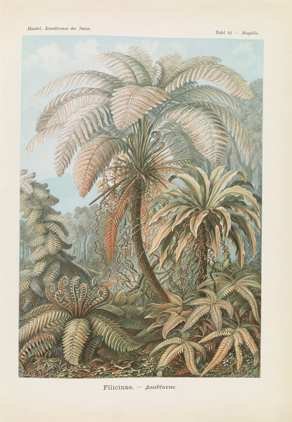 Ernst Haeckel — Kunstformen der Natur, Plate 92: Filicinae | Scientific Illustration Print