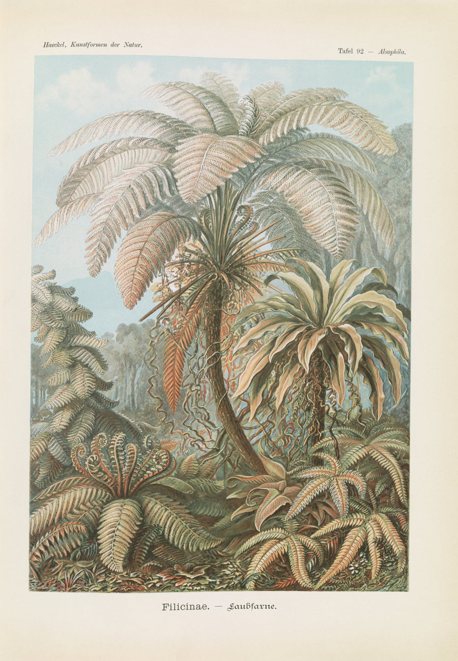 Ernst Haeckel — Kunstformen der Natur, Plate 92: Filicinae | Scientific Illustration Print shown to scale on a wall above a sofa