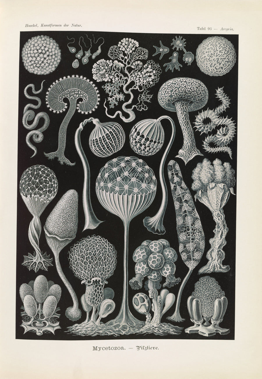 Ernst Haeckel — Kunstformen der Natur, Plate 93: Mycetozoa | Scientific Illustration Print shown to scale on a wall above a sofa