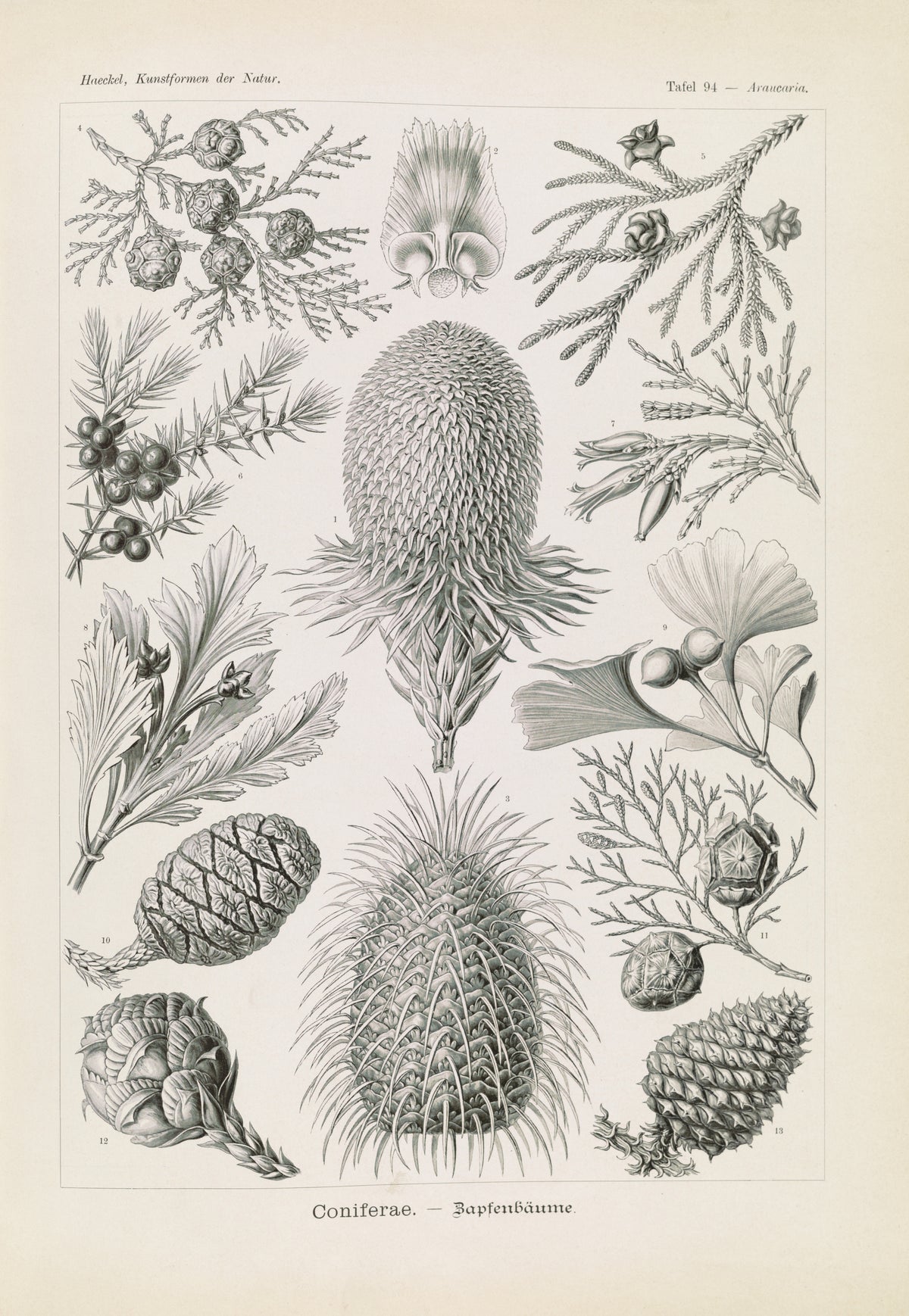 Ernst Haeckel — Kunstformen der Natur, Plate 94: Coniferae | Scientific Illustration Print