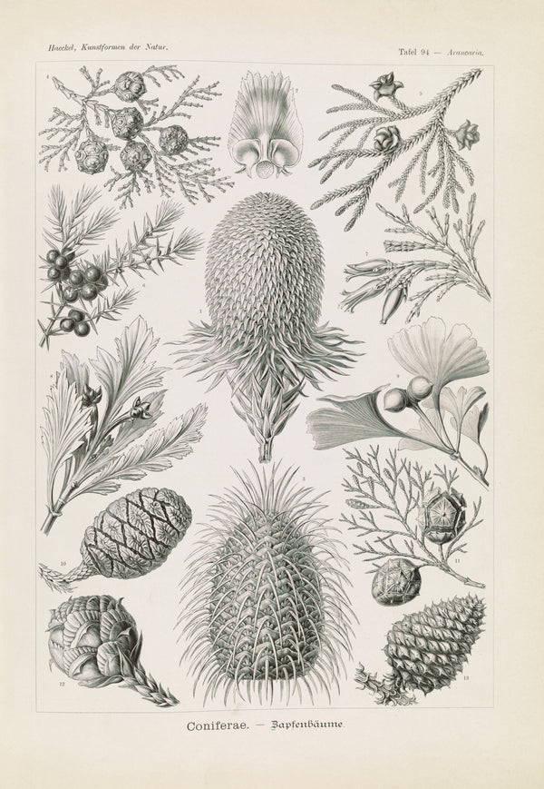 Ernst Haeckel — Kunstformen der Natur, Plate 94: Coniferae | Scientific Illustration Print