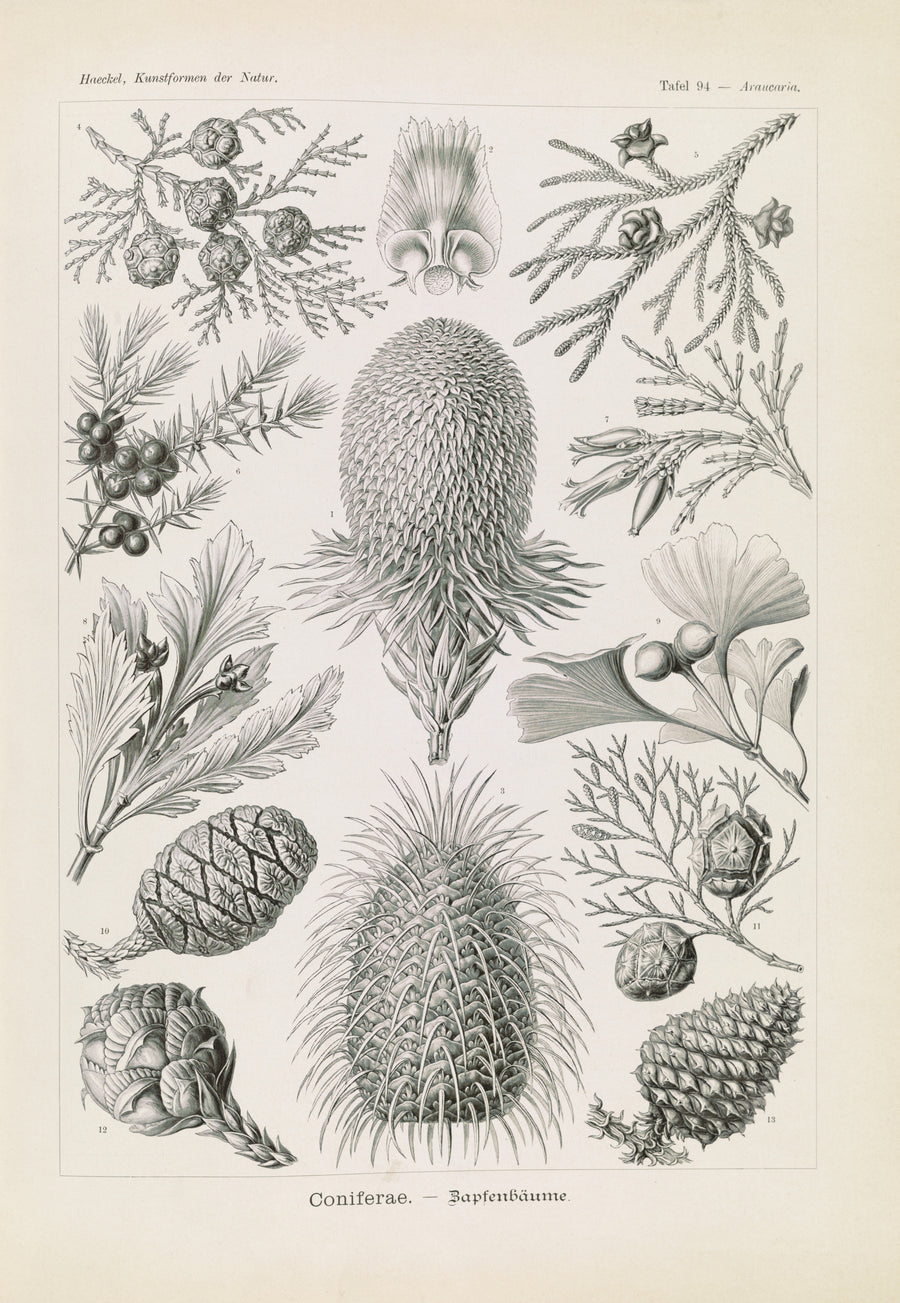 Ernst Haeckel — Kunstformen der Natur, Plate 94: Coniferae | Scientific Illustration Print shown to scale on a wall above a sofa