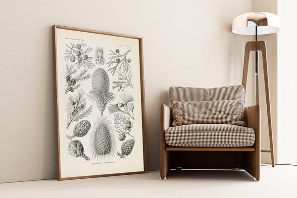 Ernst Haeckel — Kunstformen der Natur, Plate 94: Coniferae | Scientific Illustration Print