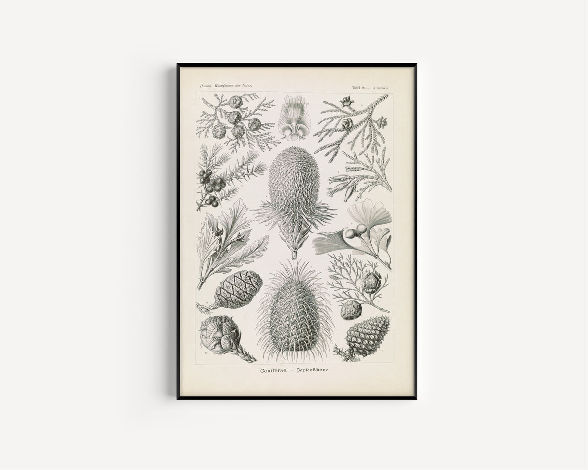 Ernst Haeckel — Kunstformen der Natur, Plate 94: Coniferae | Scientific Illustration Print