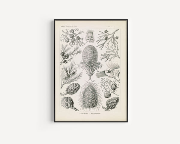 Ernst Haeckel — Kunstformen der Natur, Plate 94: Coniferae | Scientific Illustration Print