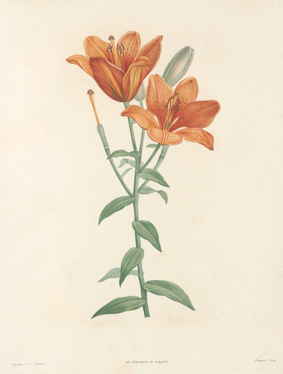 Pierre-Joseph Redouté — La Botanique de J. J. Rousseau, Plate 1: Orange Lily | Botanical Illustration Print shown to scale on a wall above a sofa
