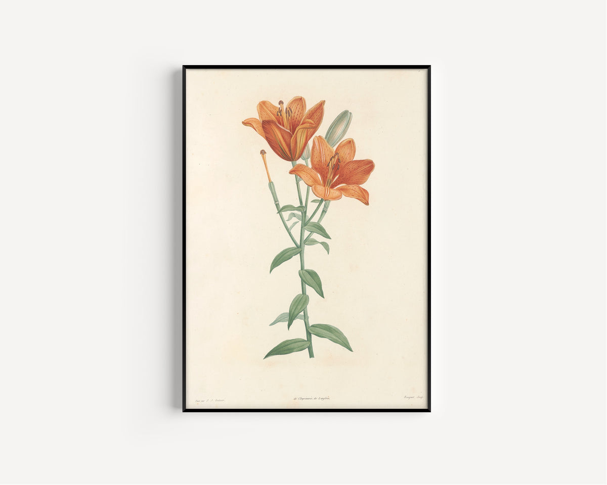 Pierre-Joseph Redouté — La Botanique de J. J. Rousseau, Plate 1: Orange Lily | Botanical Illustration Print