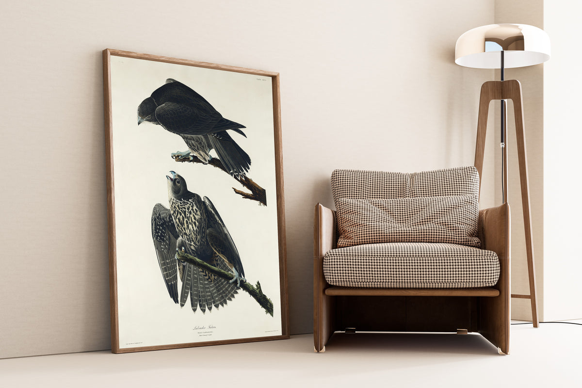 John James Audubon — Labrador Falcon | Natural History Print