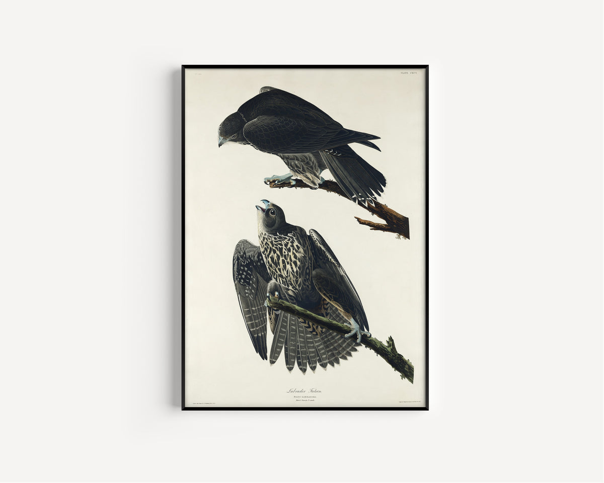 John James Audubon — Labrador Falcon | Natural History Print