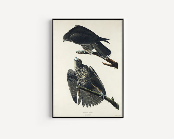 John James Audubon — Labrador Falcon | Natural History Print