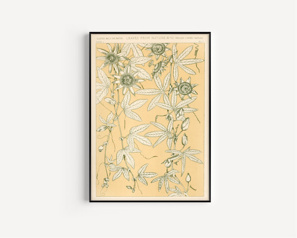Owen Jones — Leaves from Nature No. 10 | Grammar of Ornament Design Print