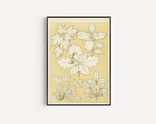 Owen Jones — Leaves from Nature No. 5 | Grammar of Ornament Design Print