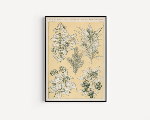 Owen Jones — Leaves from Nature No. 7 | Grammar of Ornament Design Print
