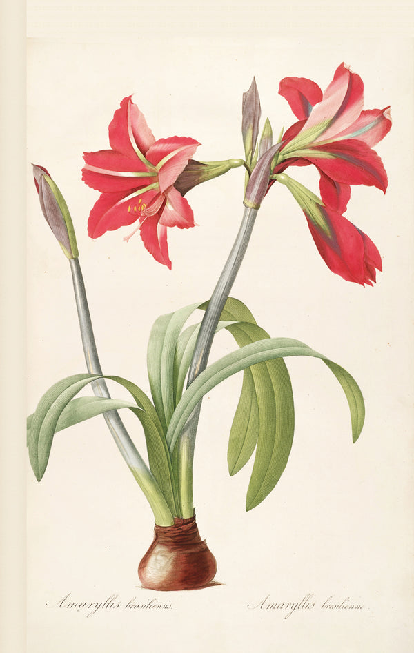 Pierre-Joseph Redouté — Les Liliacées: Amaryllis brasiliensis | Botanical Illustration Print