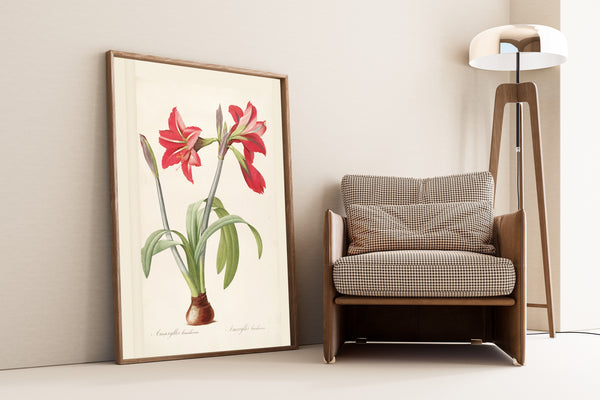 Pierre-Joseph Redouté — Les Liliacées: Amaryllis brasiliensis | Botanical Illustration Print