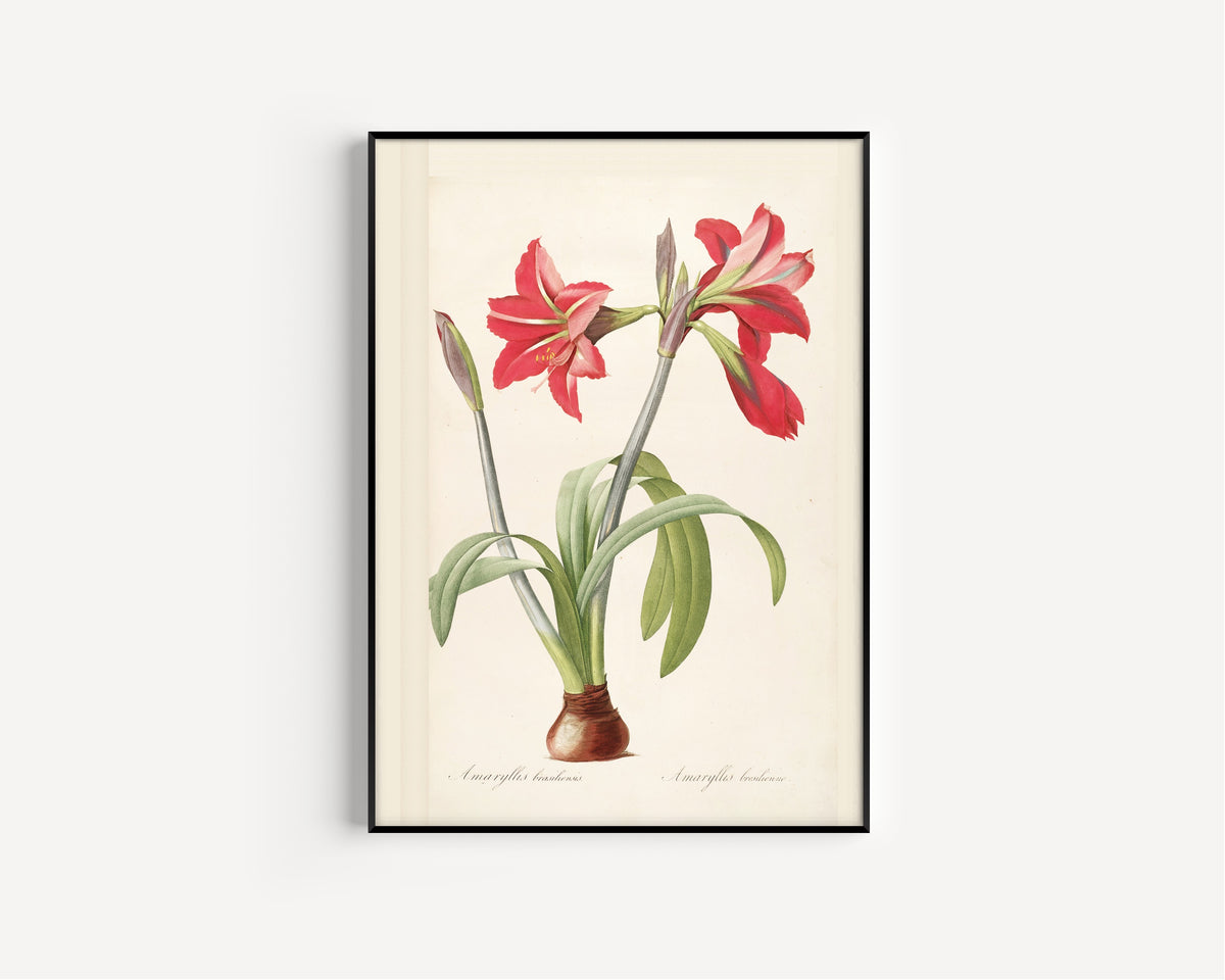 Pierre-Joseph Redouté — Les Liliacées: Amaryllis brasiliensis | Botanical Illustration Print