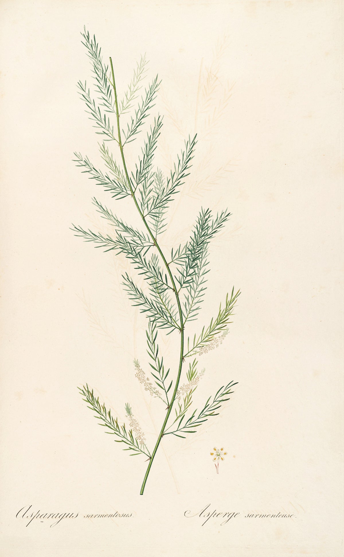Pierre-Joseph Redouté — Les Liliacées: Asparagus sarmentosus | Botanical Illustration Print